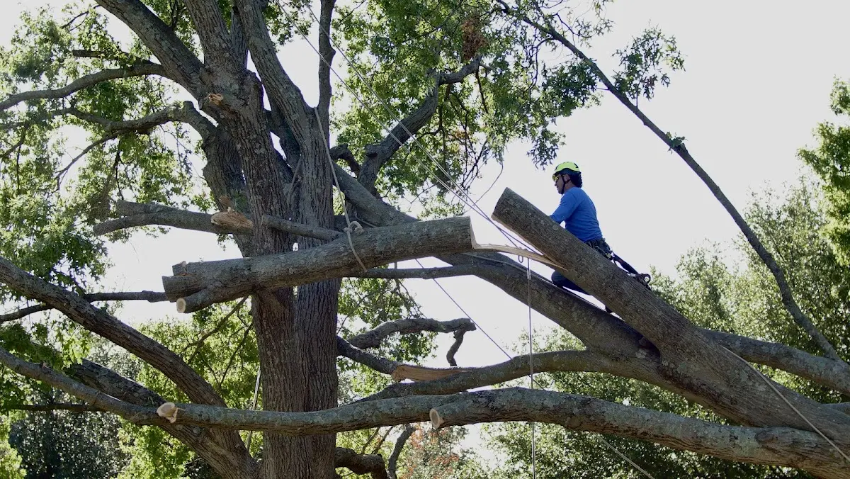 Professional Crown Thinning performed by certified arborists in Dixfield