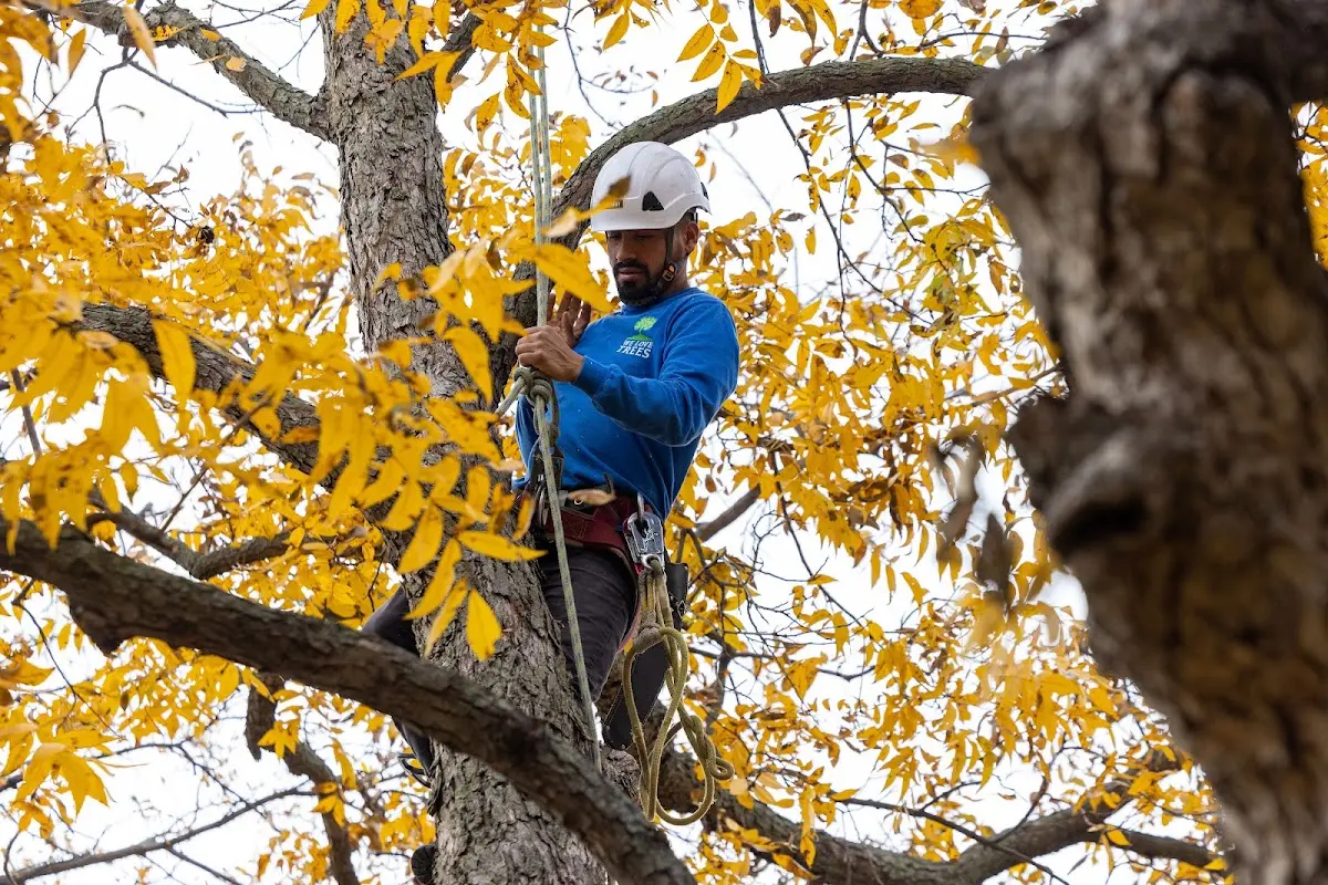 Skilled Tree Trimming crew working in Dixfield